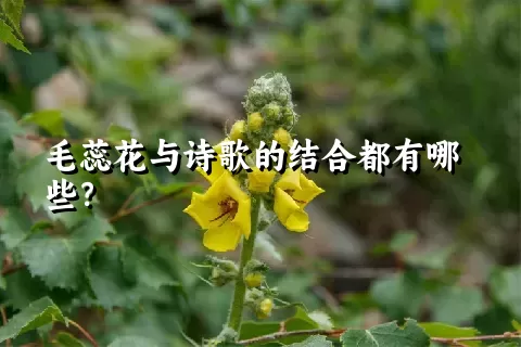 毛蕊花与诗歌的结合都有哪些？