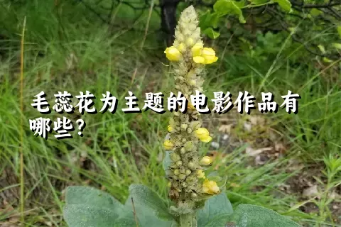 毛蕊花为主题的电影作品有哪些？