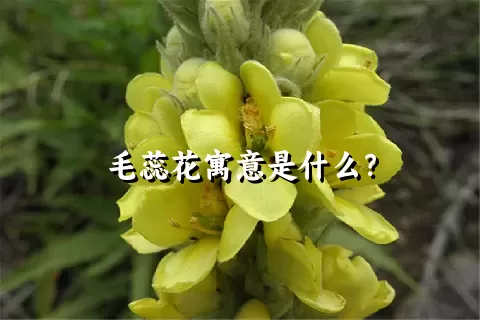 毛蕊花寓意是什么？