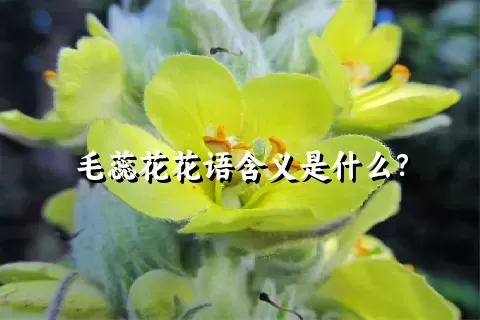 毛蕊花花语含义是什么？