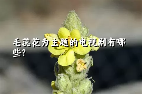 毛蕊花为主题的电视剧有哪些？