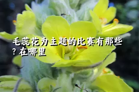 毛蕊花为主题的比赛有那些？在哪里