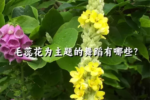 毛蕊花为主题的舞蹈有哪些？