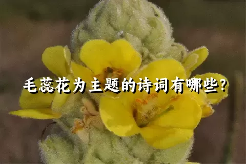 毛蕊花为主题的诗词有哪些？