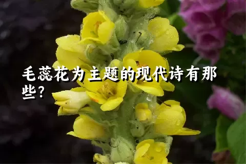 毛蕊花为主题的现代诗有那些？