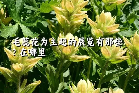 毛蕊花为主题的展览有那些？在哪里