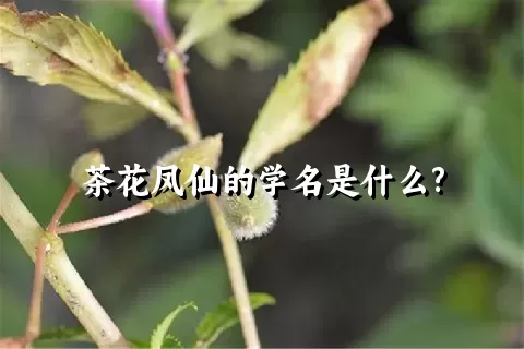 茶花凤仙的学名是什么?