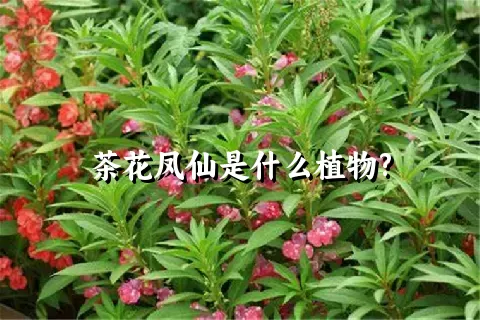 茶花凤仙是什么植物?