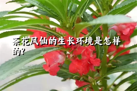 茶花凤仙的生长环境是怎样的?