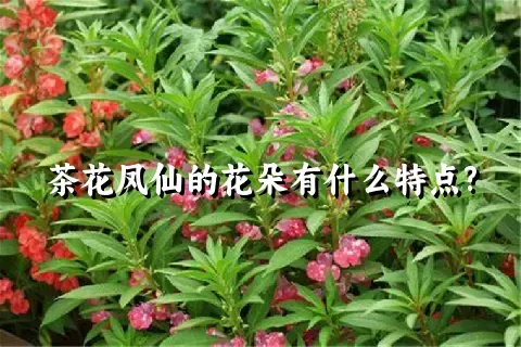 茶花凤仙的花朵有什么特点?