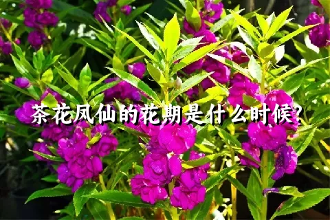 茶花凤仙的花期是什么时候?