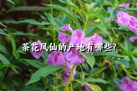 茶花凤仙的产地有哪些?