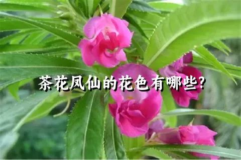 茶花凤仙的花色有哪些?