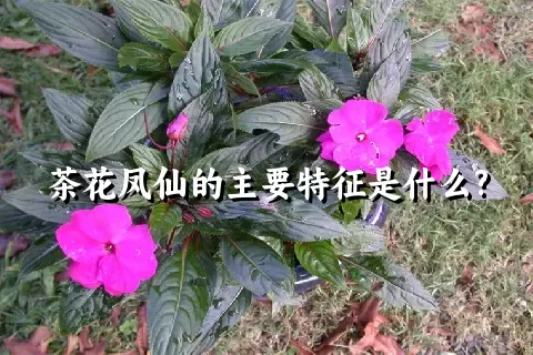 茶花凤仙的主要特征是什么?