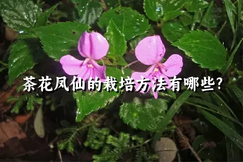 茶花凤仙的栽培方法有哪些?