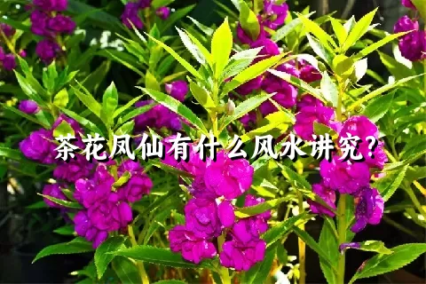 茶花凤仙有什么风水讲究?