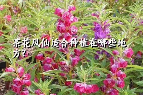 茶花凤仙适合种植在哪些地方?