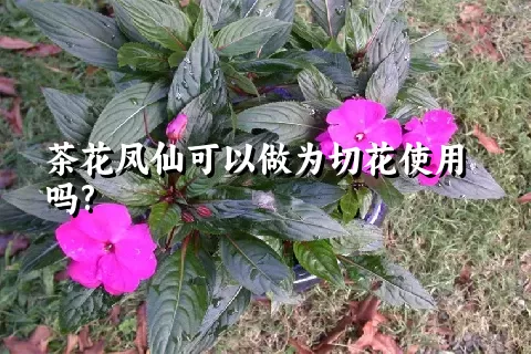 茶花凤仙可以做为切花使用吗?