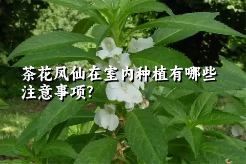 茶花凤仙在室内种植有哪些注意事项?