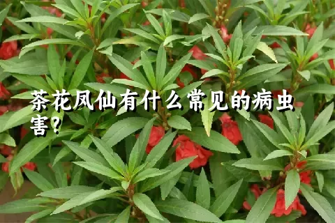 茶花凤仙有什么常见的病虫害?