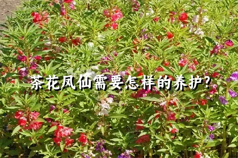 茶花凤仙需要怎样的养护?