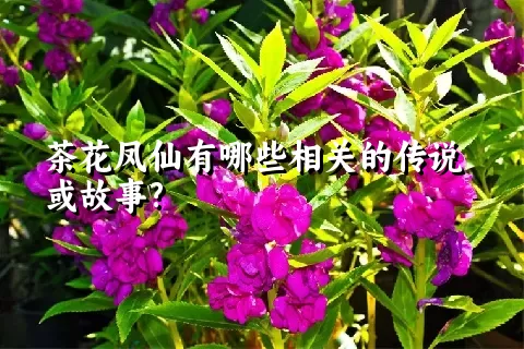 茶花凤仙有哪些相关的传说或故事?