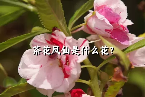 茶花凤仙是什么花？