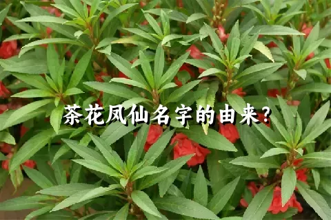 茶花凤仙名字的由来？