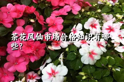 茶花凤仙市场价格知识有哪些？