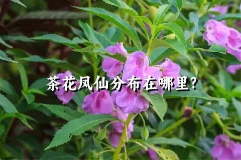 茶花凤仙分布在哪里?