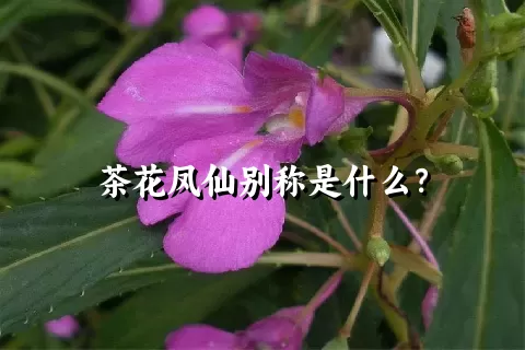 茶花凤仙别称是什么？