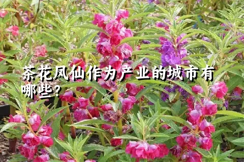 茶花凤仙作为产业的城市有哪些？