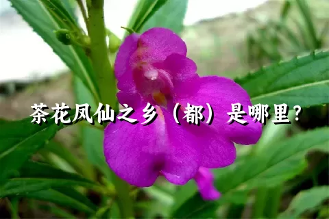 茶花凤仙之乡（都）是哪里？