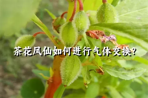 茶花凤仙如何进行气体交换？