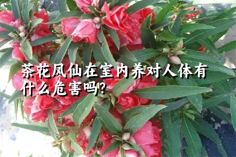 茶花凤仙在室内养对人体有什么危害吗？