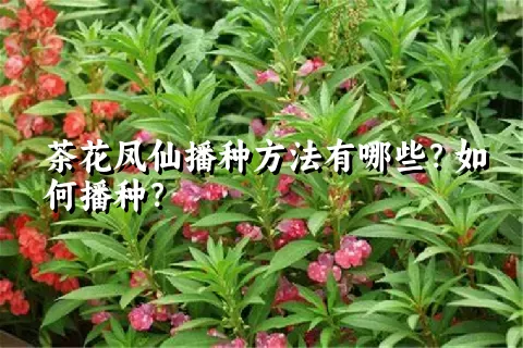 茶花凤仙播种方法有哪些？如何播种？