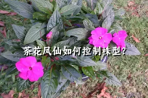 茶花凤仙如何控制株型？