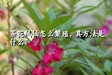 茶花凤仙怎么繁殖，其方法是什么？