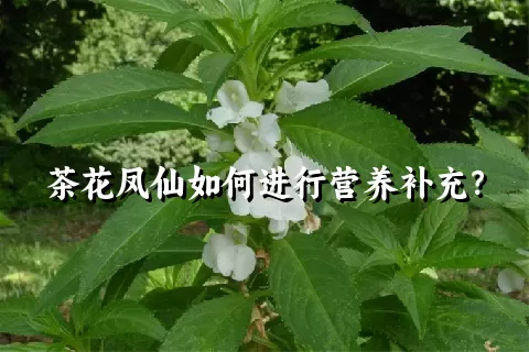 茶花凤仙如何进行营养补充？