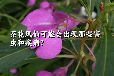 茶花凤仙可能会出现那些害虫和疾病？