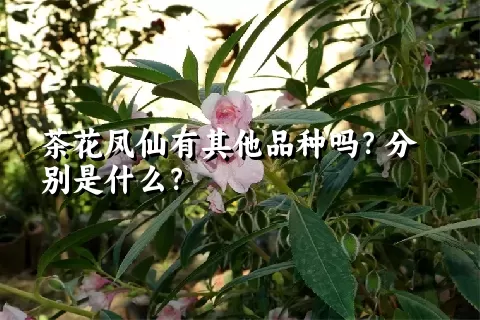 茶花凤仙有其他品种吗？分别是什么？