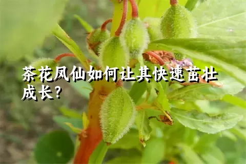 茶花凤仙如何让其快速茁壮成长？