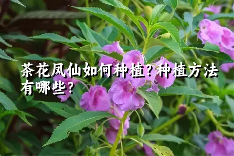 茶花凤仙如何种植？种植方法有哪些？