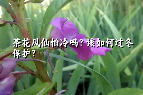 茶花凤仙怕冷吗？该如何过冬保护？