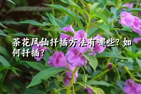 茶花凤仙扦插方法有哪些？如何扦插？