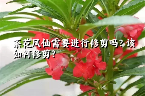 茶花凤仙需要进行修剪吗？该如何修剪？