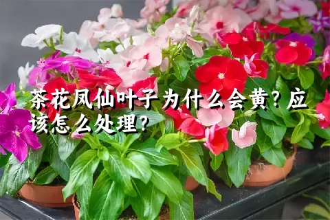 茶花凤仙叶子为什么会黄？应该怎么处理？