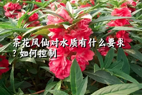 茶花凤仙对水质有什么要求？如何控制