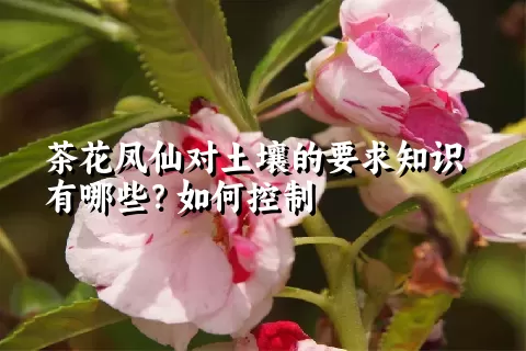 茶花凤仙对土壤的要求知识有哪些？如何控制