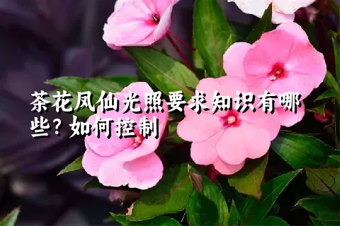 茶花凤仙光照要求知识有哪些？如何控制